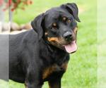 Small #1 Rottweiler