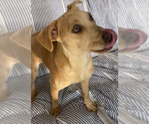 Phoebe - Female Labrador Retriever-Unknown Mix Dog for Adoption - Photo #7