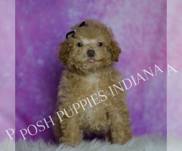 Medium Photo #72 Maltipoo (Miniature) Puppy For Sale in WARSAW, IN, USA
