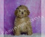 Small #3 Maltipoo (Miniature)