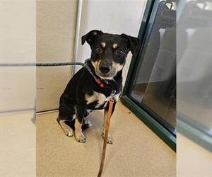 Border Collie-Unknown Mix Dogs for adoption in Placerville, CA, USA