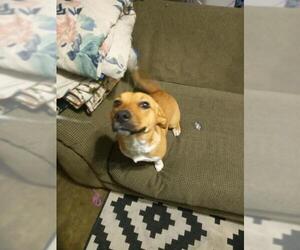 American Staffordshire Terrier-Pembroke Welsh Corgi Mix Dogs for adoption in San Antonio, TX, USA