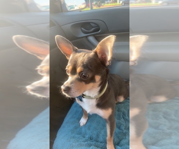 Medium Photo #1 Chihuahua Puppy For Sale in PARAGOULD, AR, USA