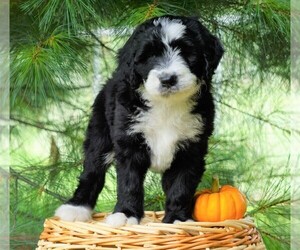 Bernedoodle Puppy for sale in FREDERICKSBG, OH, USA