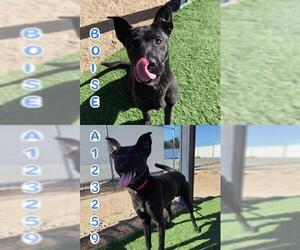 Labrador Retriever-Unknown Mix Dogs for adoption in HESPERIA, CA, USA