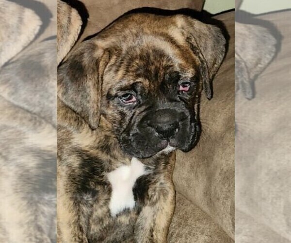 Medium Photo #4 Boxer Puppy For Sale in EAST LONGMEADOW, MA, USA