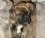 Small Photo #4 Boxer Puppy For Sale in EAST LONGMEADOW, MA, USA