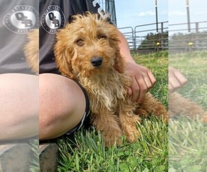 Goldendoodle (Miniature) Puppy for sale in NILES, MI, USA