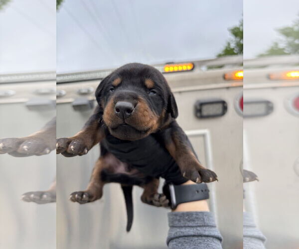 Medium Photo #2 Doberman Pinscher Puppy For Sale in Buffalo, MN, USA