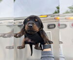 Small #1 Doberman Pinscher
