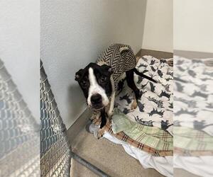 Mutt Dogs for adoption in Newton, NC, USA