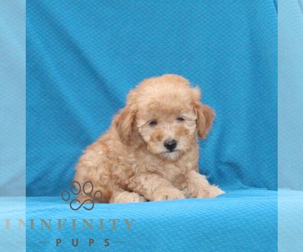 Medium Photo #2 Goldendoodle (Miniature) Puppy For Sale in AIRVILLE, PA, USA