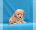 Small #1 Goldendoodle (Miniature)