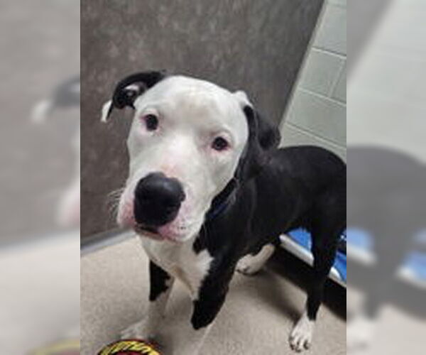 Medium Photo #5 Argentinian Mastiff-Unknown Mix Puppy For Sale in Oskaloosa, IA, USA