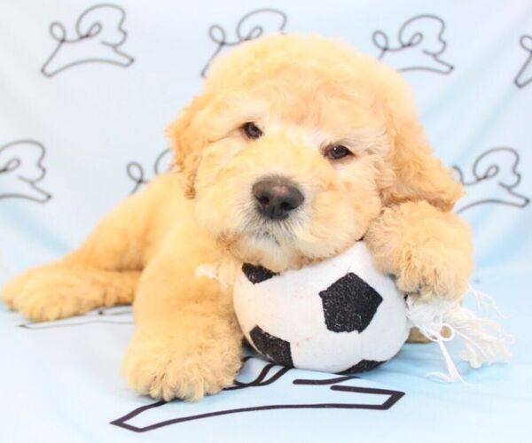 Medium Photo #3 Goldendoodle Puppy For Sale in LAS VEGAS, NV, USA