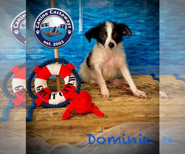 Medium Photo #2 Rattle Puppy For Sale in Arcadia, FL, USA