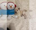 Small Photo #3 Shiba Inu Puppy For Sale in CRYSTAL LAKE, IL, USA