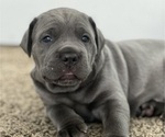 Small #2 Cane Corso