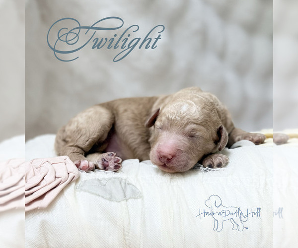 Medium Photo #1 Goldendoodle (Miniature) Puppy For Sale in EVANS, GA, USA