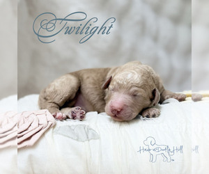 Goldendoodle (Miniature) Puppy for sale in EVANS, GA, USA