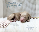 Image preview for Ad Listing. Nickname: Twilight