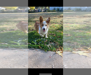 American Corgi Puppy for sale in INDEPENDENCE, MO, USA