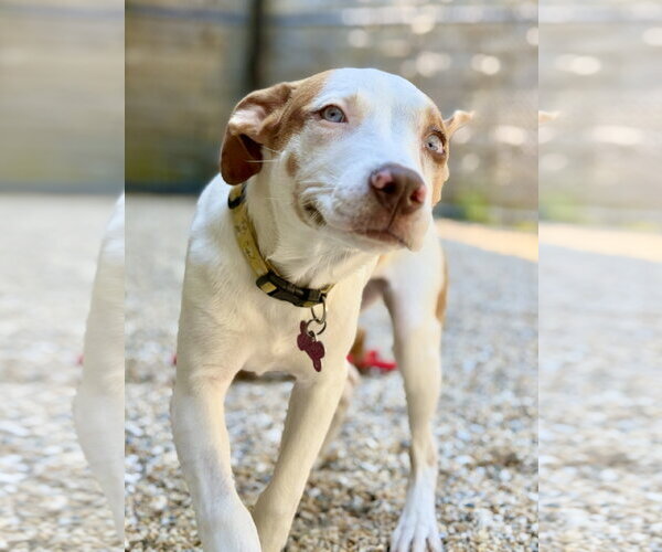 Medium Photo #2 Catahoula Leopard Dog-Unknown Mix Puppy For Sale in West Cornwall, CT, USA