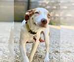 Small #1 Catahoula Leopard Dog Mix