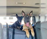 Small #2 German Shepherd Dog Mix