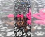 Small Photo #38 Yorkshire Terrier Puppy For Sale in AKRON, OH, USA
