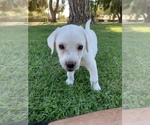 Small Photo #5 Labrador Retriever Puppy For Sale in AZUSA, CA, USA