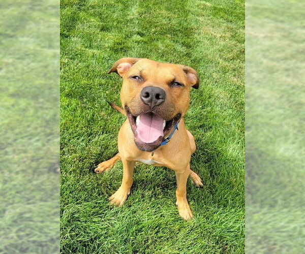 Medium Photo #1 Mutt Puppy For Sale in Fort Collins, CO, USA