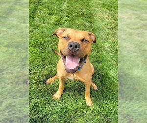 Mutt Dogs for adoption in Fort Collins, CO, USA