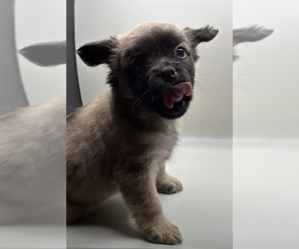 Medium Photo #8 French Bulldog Puppy For Sale in DISCOVERY BAY, CA, USA