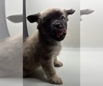 Small Photo #8 French Bulldog Puppy For Sale in DISCOVERY BAY, CA, USA