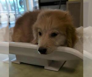 Medium Great Pyrenees