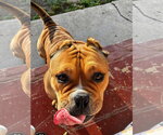Small #1 American Staffordshire Terrier-Bulldog Mix