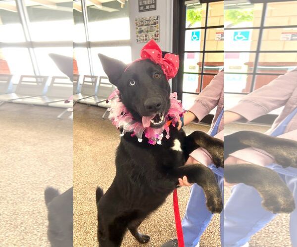 Medium Photo #14 Mutt Puppy For Sale in San Diego, CA, USA