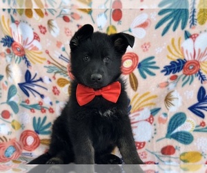 German Shepherd Dog Puppy for sale in LANCASTER, PA, USA