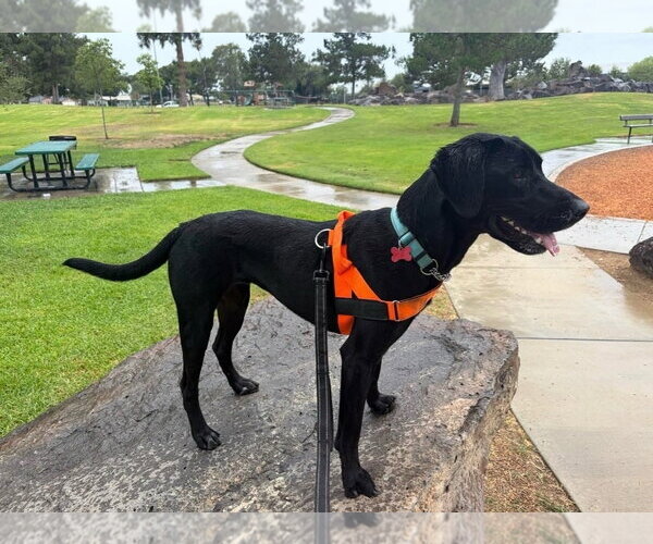 Medium Photo #10 Labrador Retriever-Unknown Mix Puppy For Sale in San Diego, CA, USA