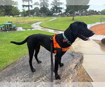 Small Photo #10 Labrador Retriever-Unknown Mix Puppy For Sale in San Diego, CA, USA