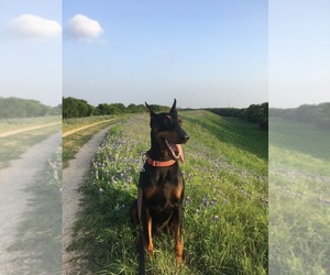 Doberman Pinscher Dog for Adoption in LIVINGSTON, Louisiana USA