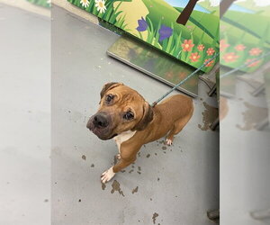 American Bulldog Dogs for adoption in Waco, TX, USA