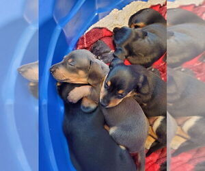 Dachshund Litter for sale in REPUBLIC, MO, USA
