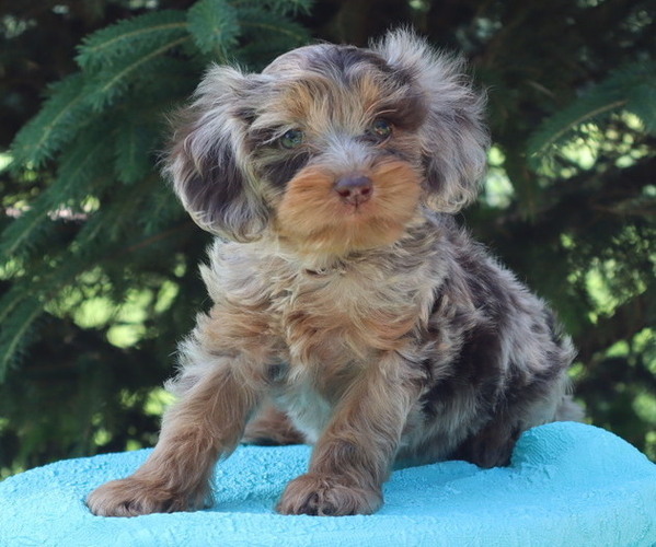 Medium Photo #2 Cavapoo Puppy For Sale in THORP, WI, USA