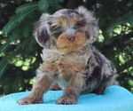 Small #1 Cavapoo