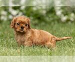 Small Photo #3 Cavalier King Charles Spaniel Puppy For Sale in NEW HOLLAND, PA, USA