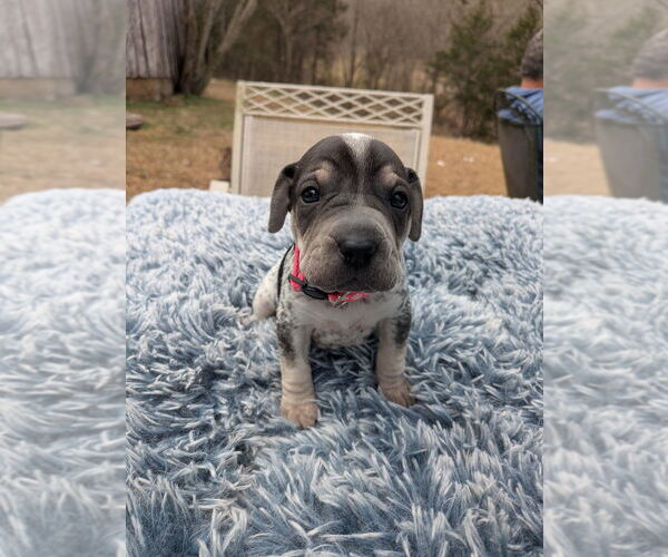 Medium Photo #3 Mutt Puppy For Sale in Vail, AZ, USA