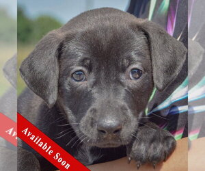 American Bulldog-Chocolate Labrador retriever Mix Dogs for adoption in Huntley, IL, USA