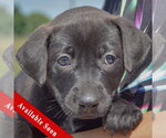 Small American Bulldog-Chocolate Labrador retriever Mix